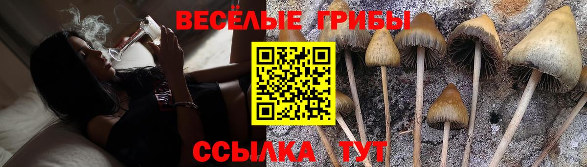 Галлюциногенные грибы Psilocybe Тара